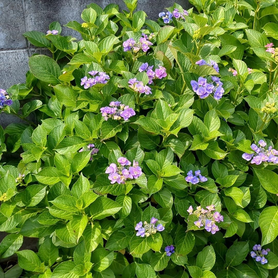 紫の紫陽花