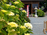 【波立薬師】いわき市のあじさい寺をご紹介！