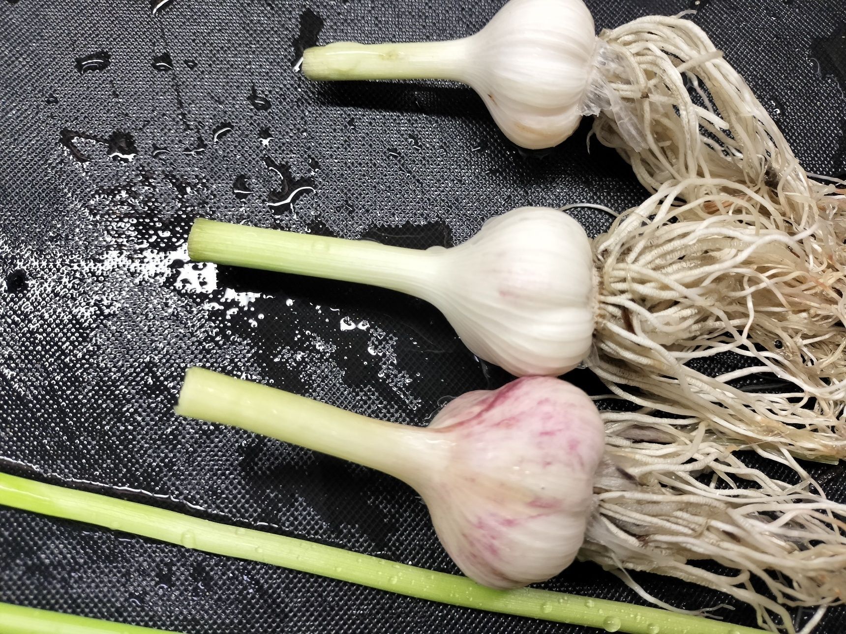 （根付き球根）