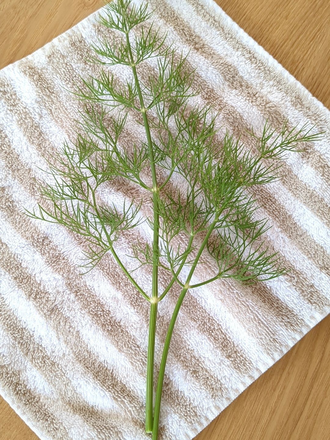 これがディルです！