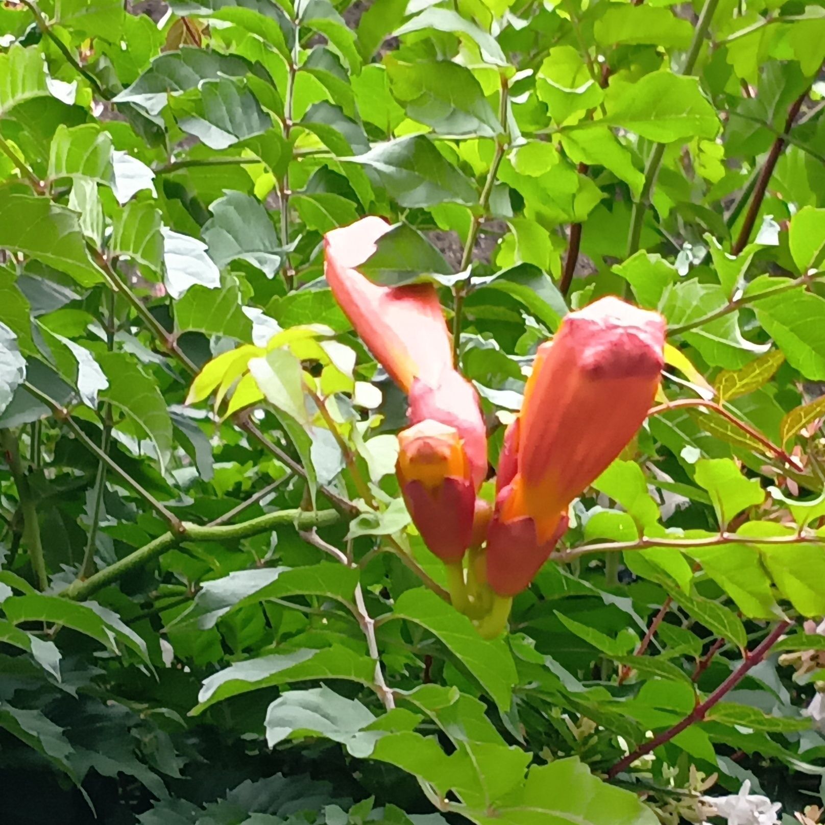 【6月の雑草観察】放っておくと大変！この植物、何だと思いますか？