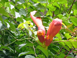 【6月の雑草観察】放っておくと大変！この植物、何だと思いますか？