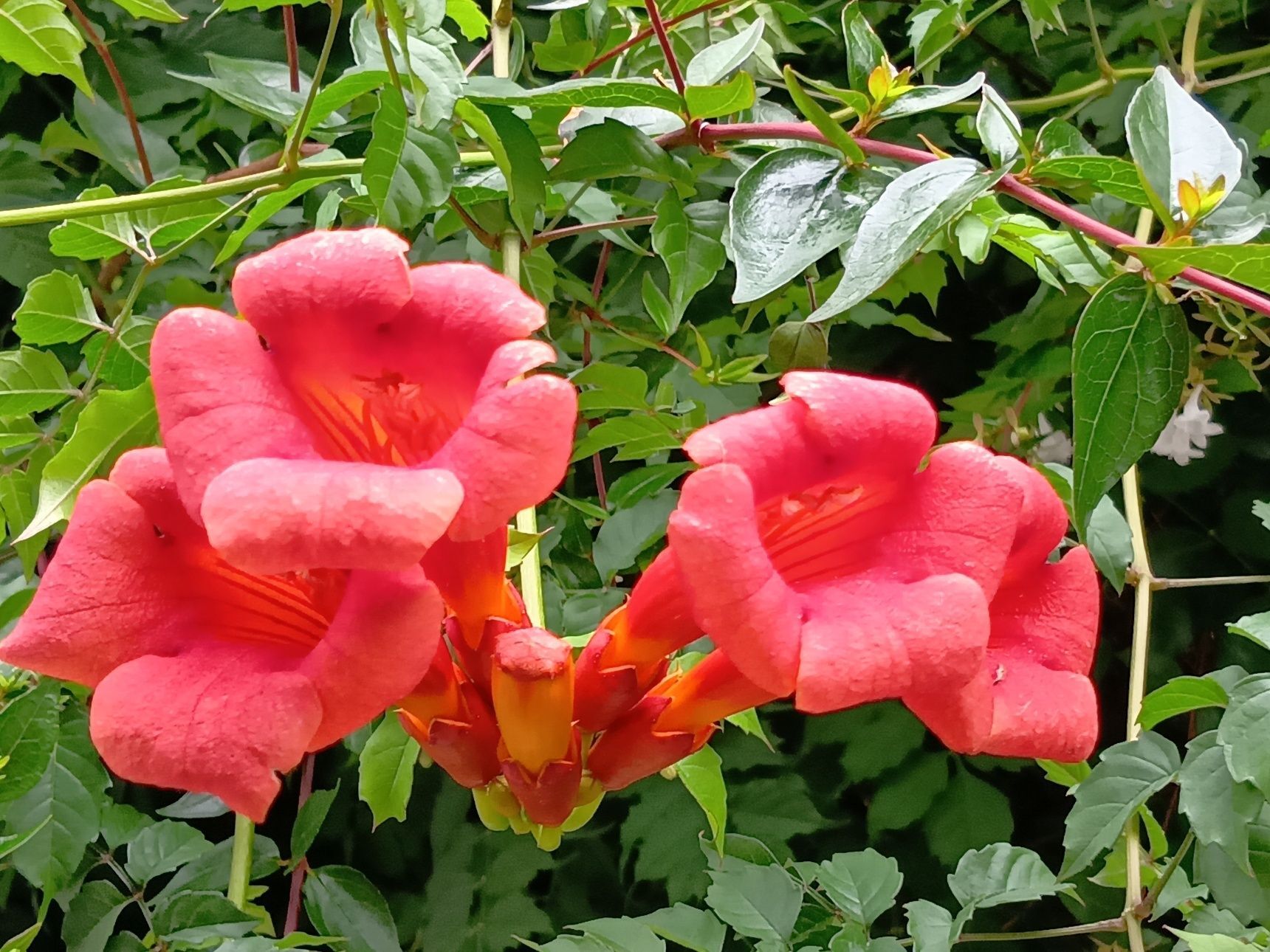こちら、「アメリカノウゼンカズラの花」です。