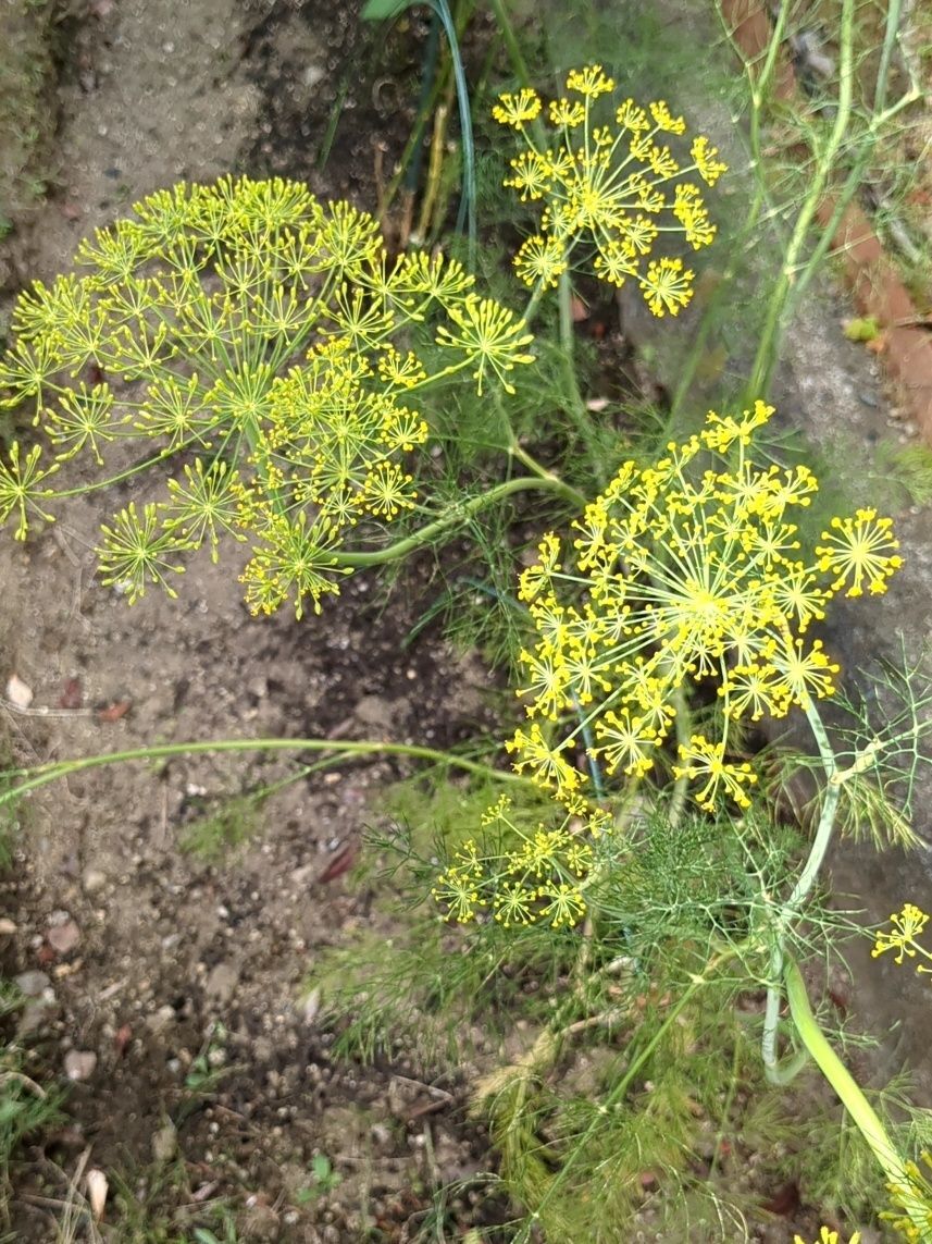 花も可愛い！
