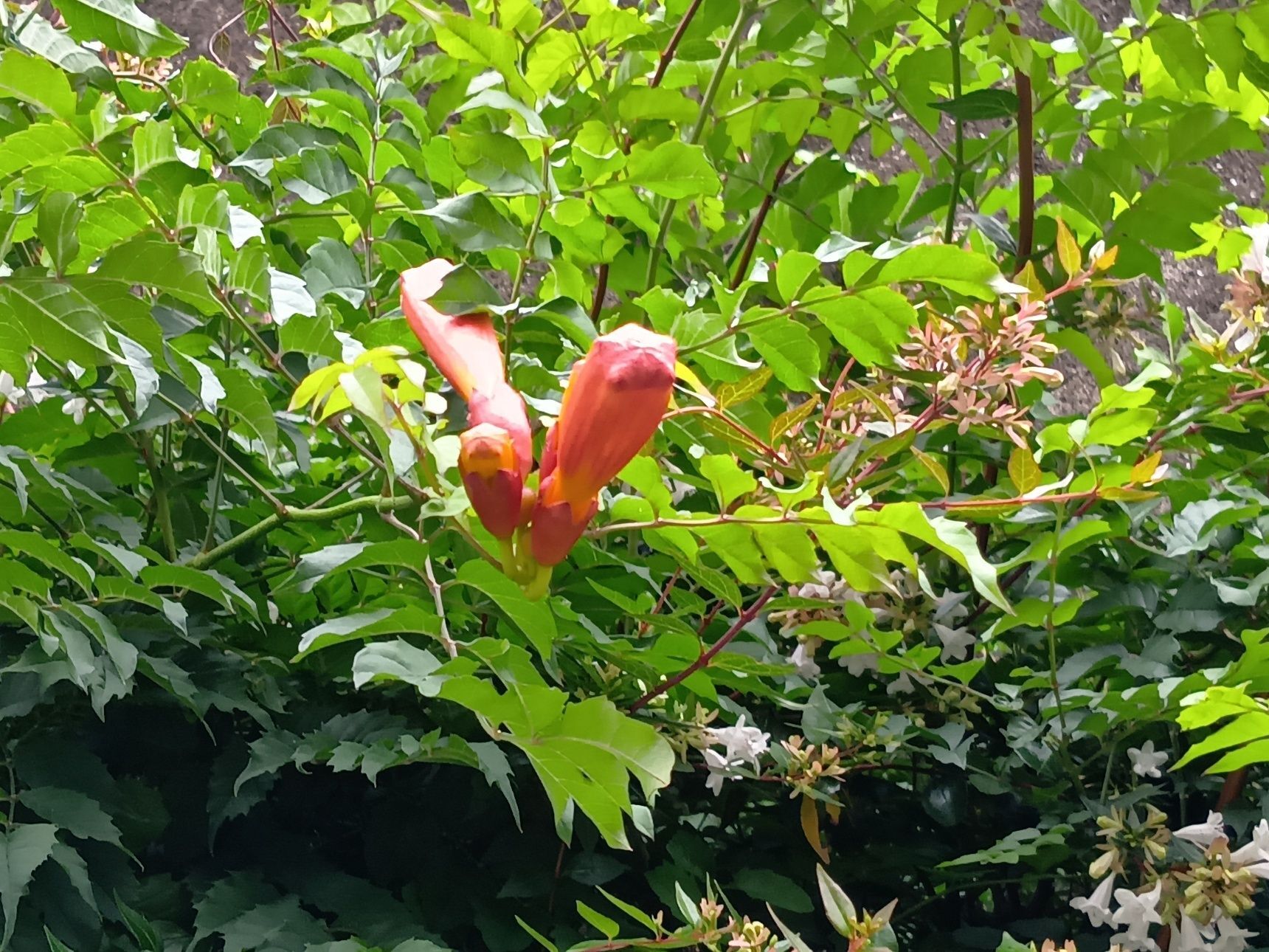 こちらの植物は「アメリカノウゼンカズラ」です。