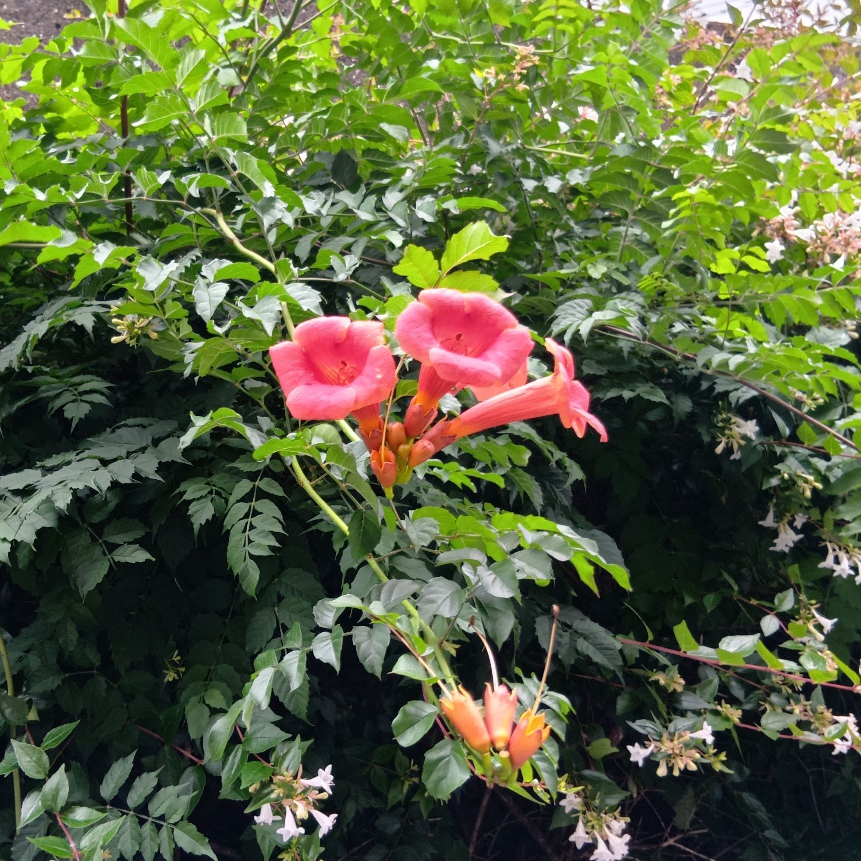 花言葉は、意外に素敵！