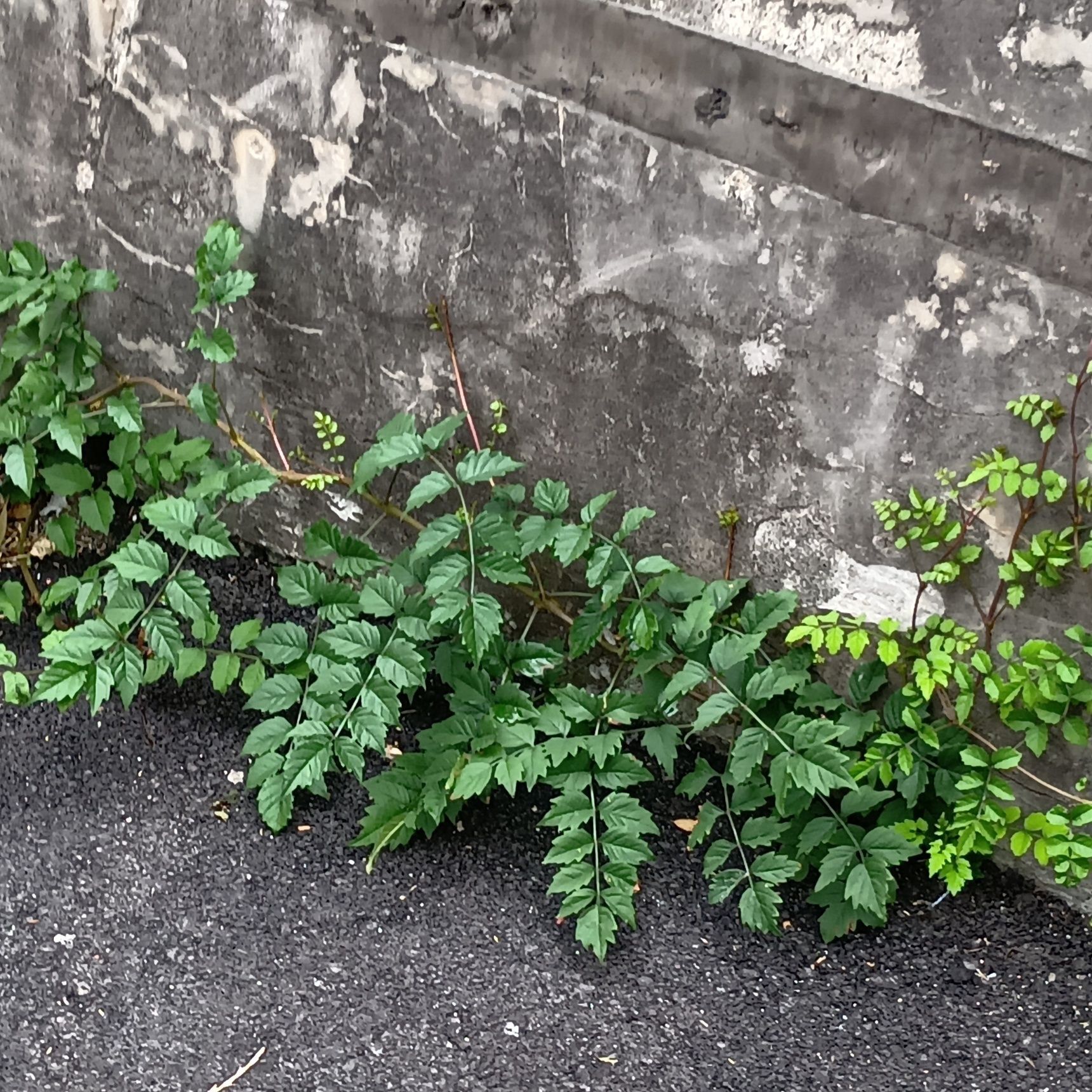 雑草化もしていましたよ。