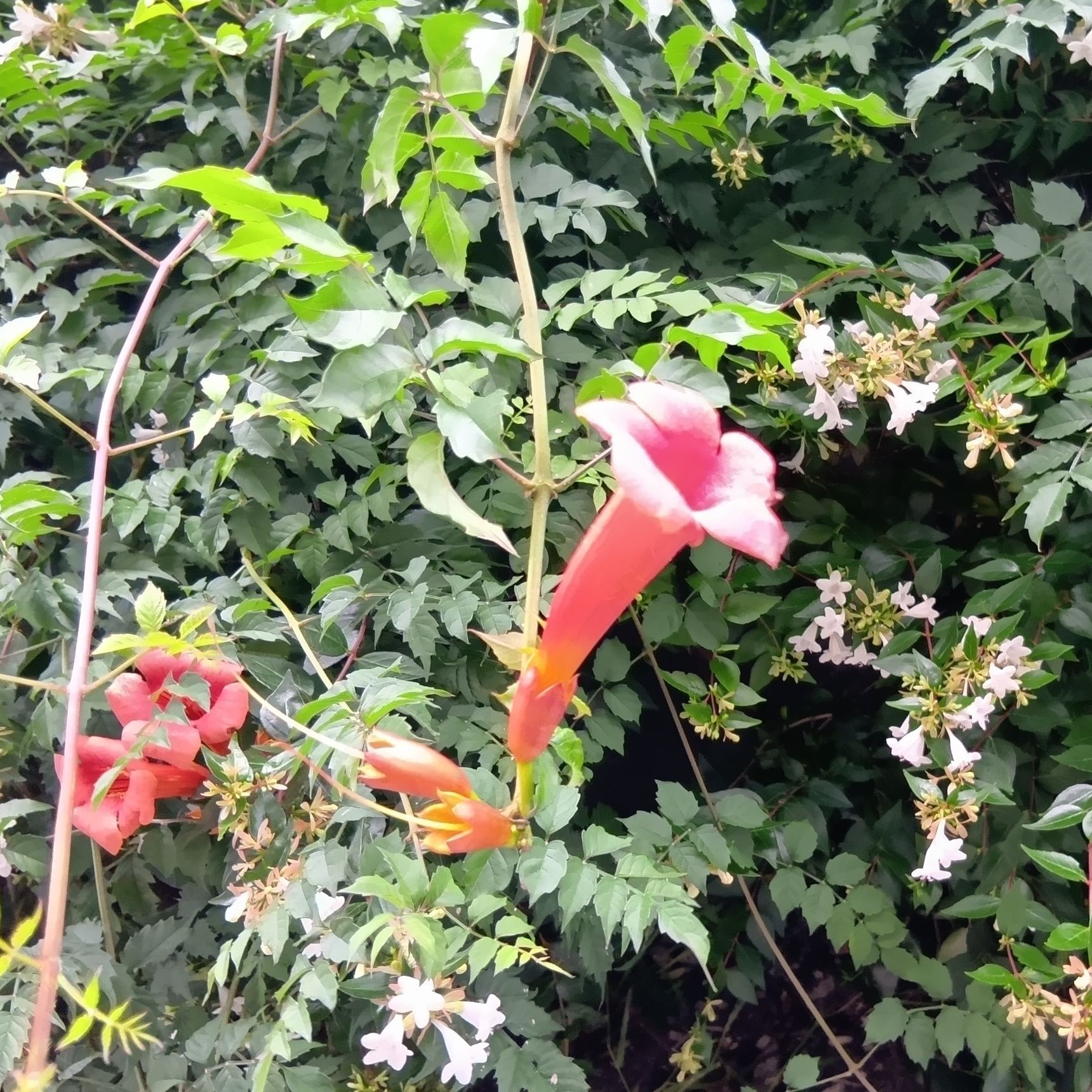毒々しい赤だけど猛毒植物なの？