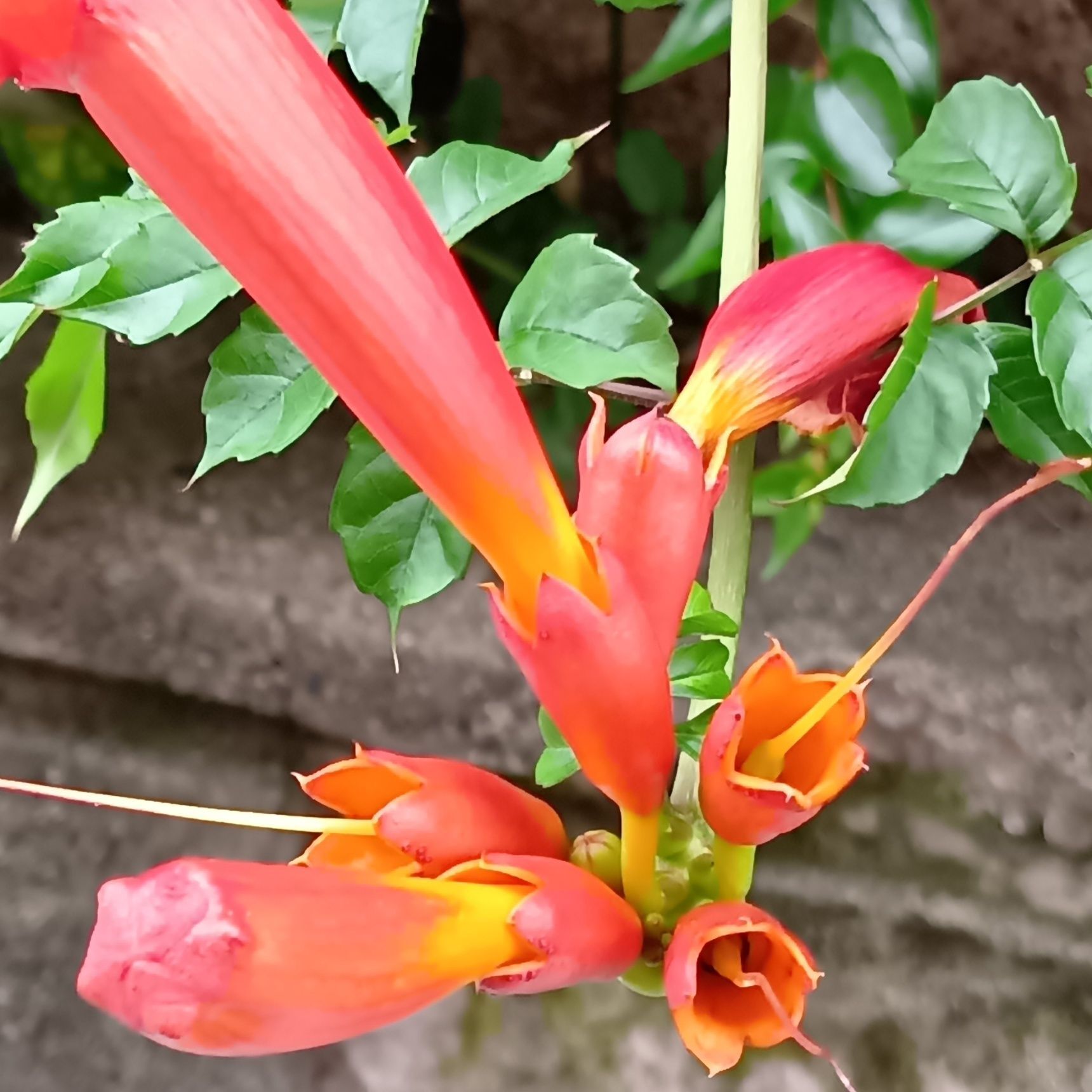 で、袋のような物体は、蕾なのかな？