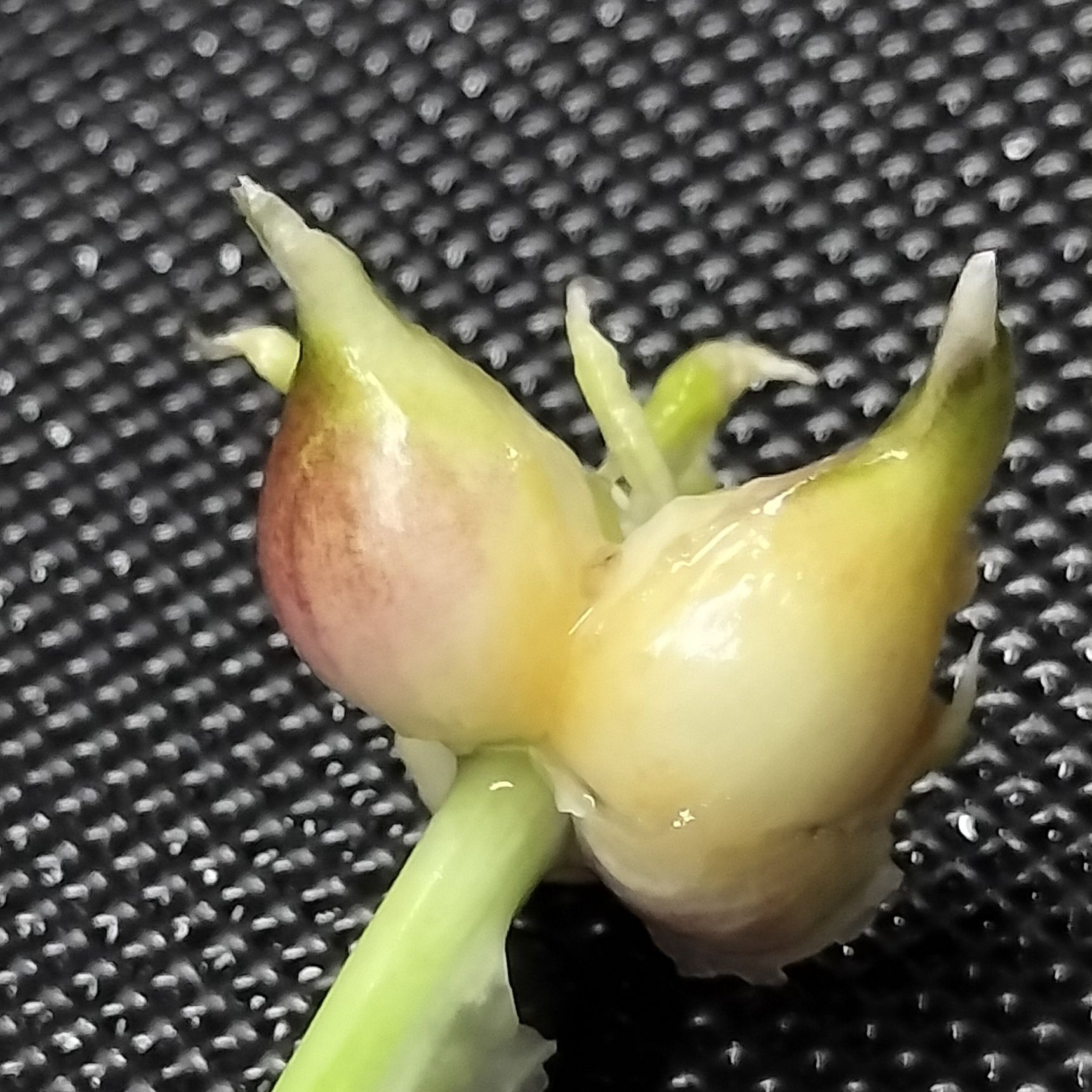 生食！にんにくのむかごとにんにくの根！無農薬の自家製にんにく！