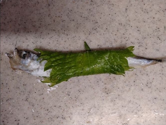 大葉を巻く