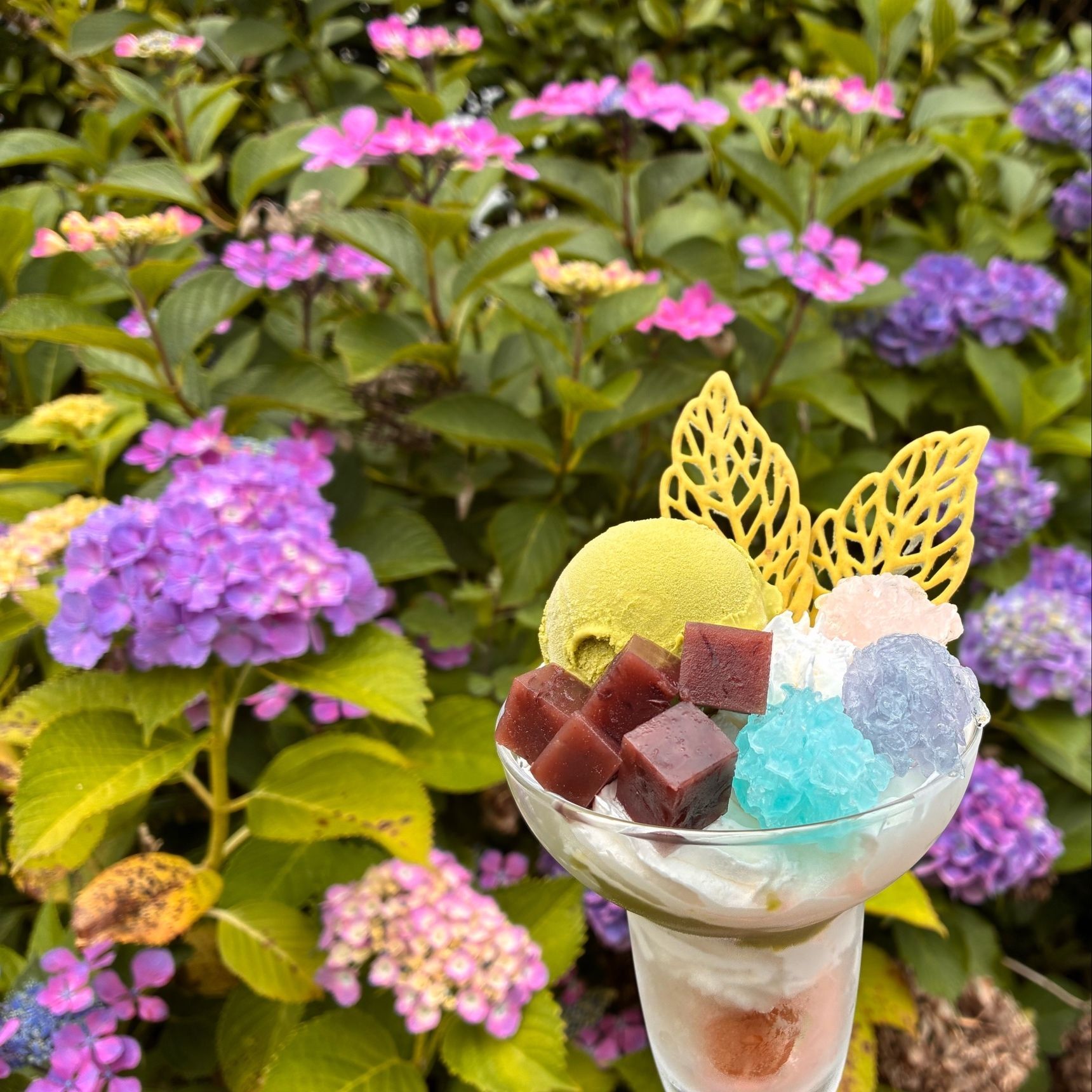 赤系の紫陽花をバックに