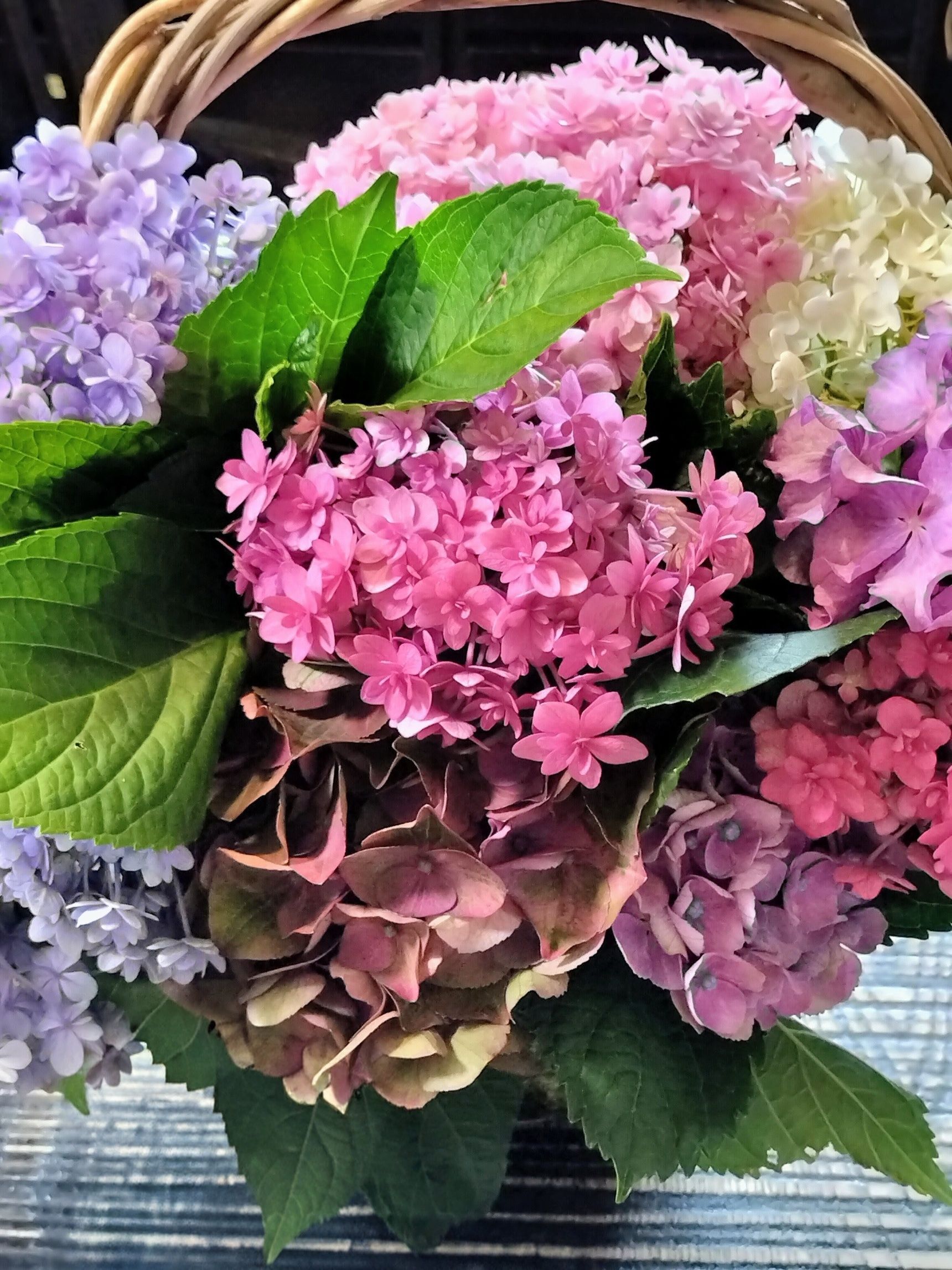 色とりどりの紫陽花の美しいガク！真花も美しい！手間をかけずにお手入れ！しおれた紫陽花の復活方法！