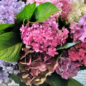 色とりどりの紫陽花の美しいガク！真花も美しい！手間をかけずにお手入れ！しおれた紫陽花の復活方法！