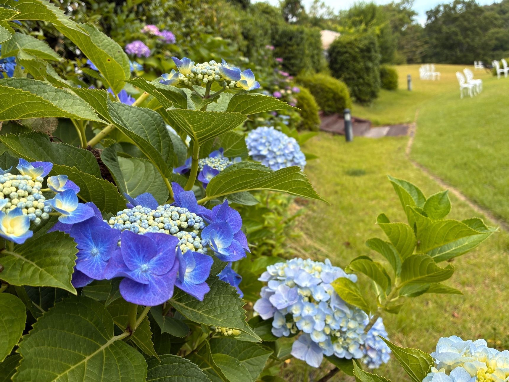 紫陽花はこれから満開を迎える感じ