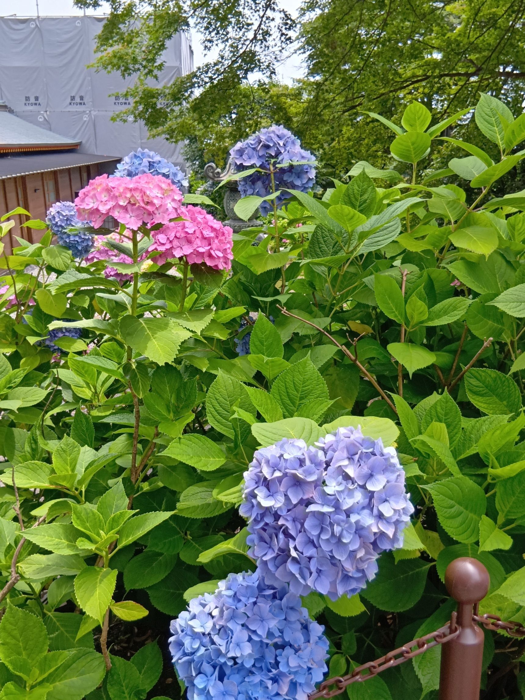 青い紫陽花とピンクがかった紫陽花が、とっても綺麗～！  私流の紫陽花の楽しみ方をご紹介しますね→それは、紫陽花のハートの形を見つけることなんですっ！