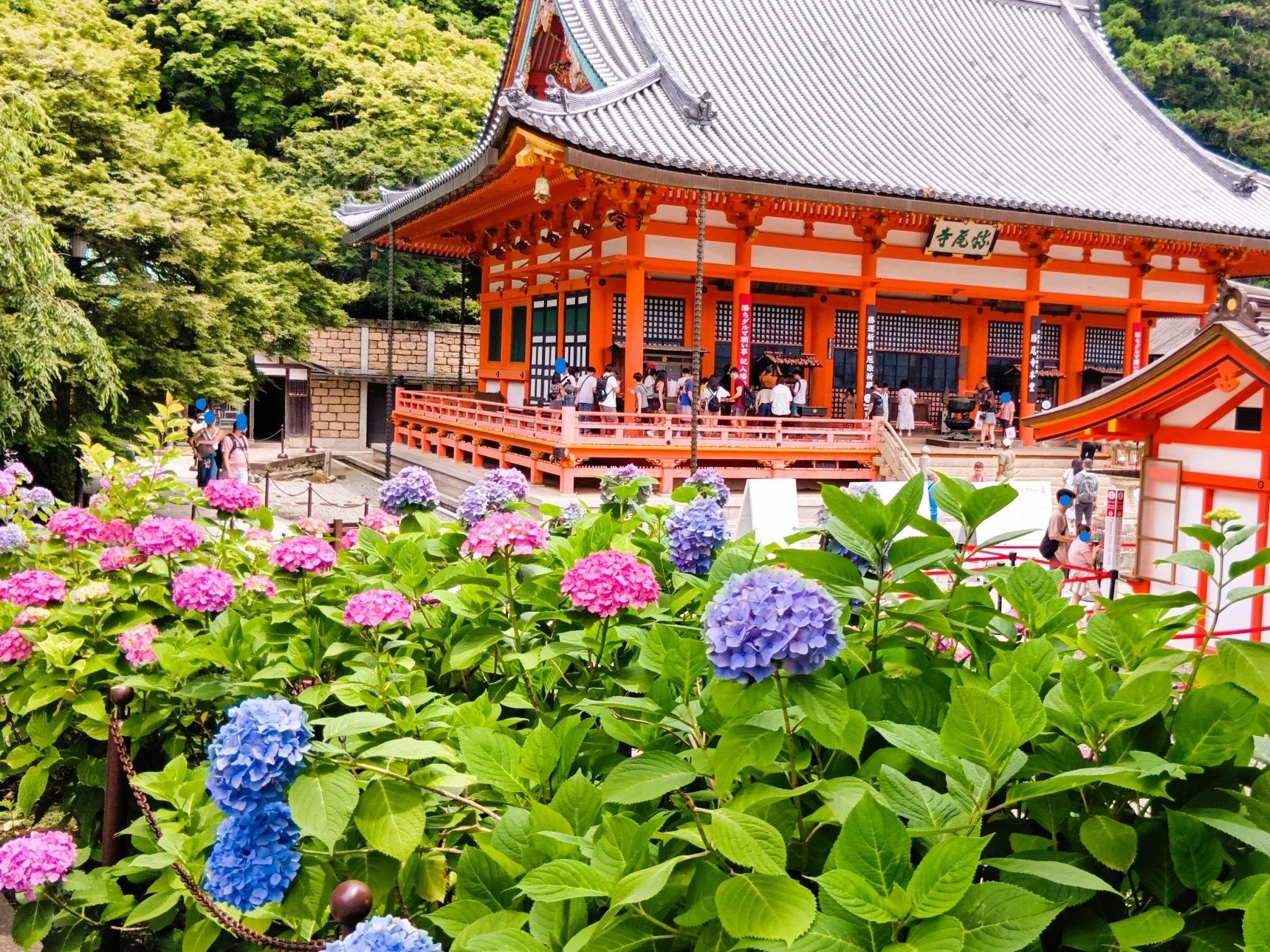 【勝ち運の勝尾寺】こんなお寺はじめて！今が見頃！『紫陽花』と『だるま』だらけの絶景を丸ごと楽しむ！