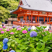 【勝ち運の勝尾寺】こんなお寺はじめて！今が見頃！『紫陽花』と『だるま』だらけの絶景を丸ごと楽しむ！