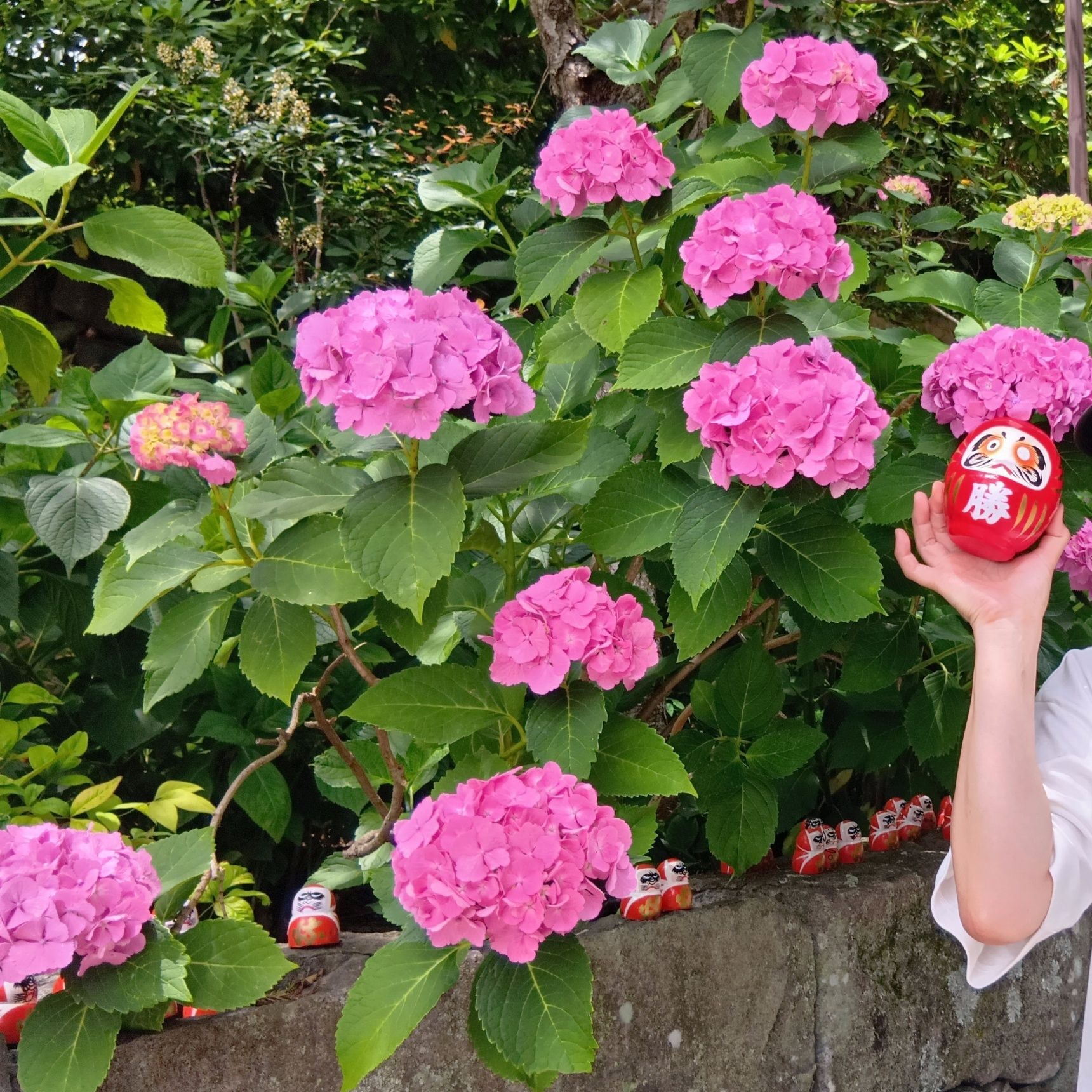 最後に『勝ちダルマ』と紫陽花を一緒に撮影～！