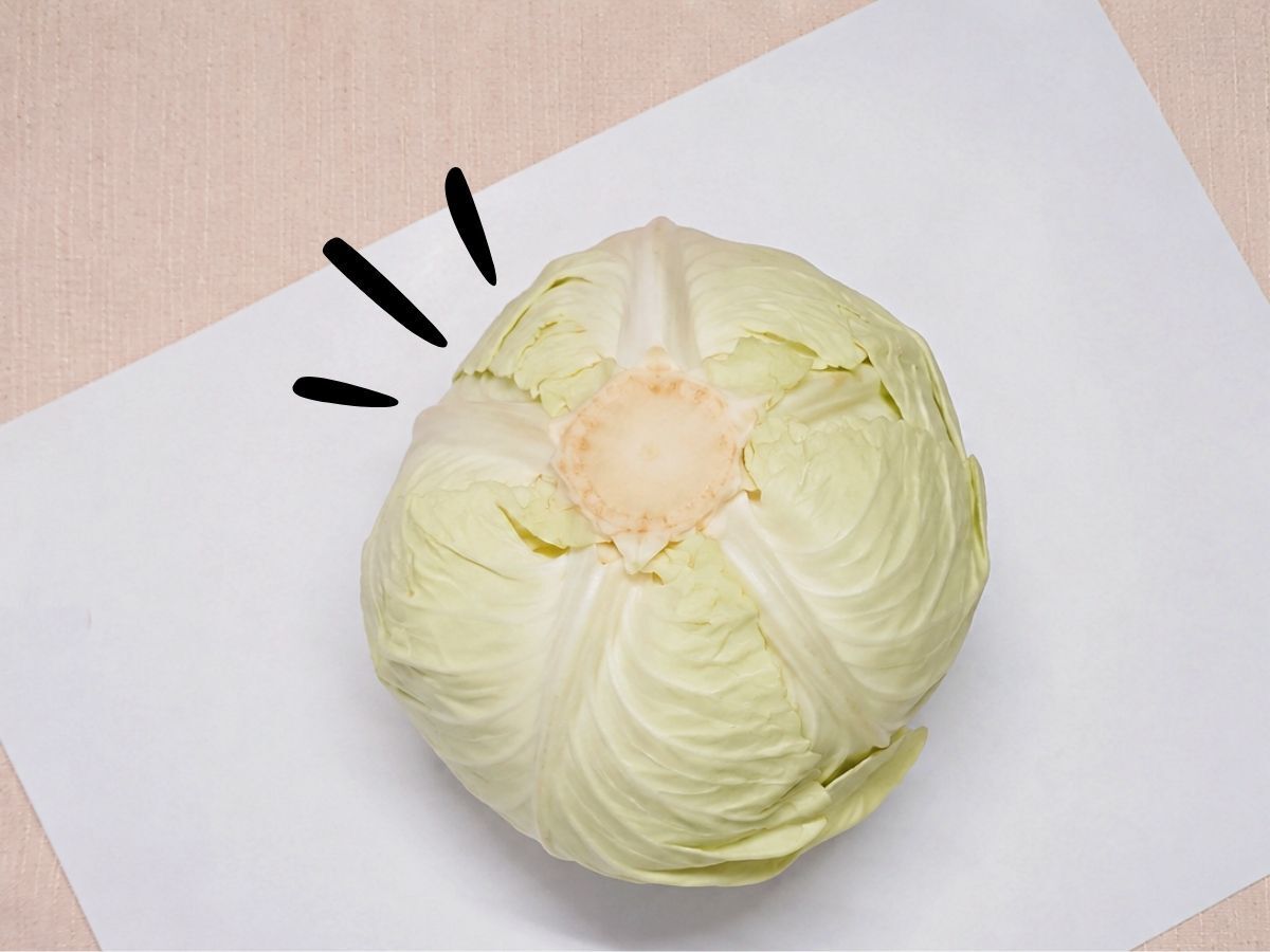 『キャベツの芯』捨てるのやめました！ちょっぴり〈大人な食べ方〉に挑戦→夏夜のお酒のおともに♪