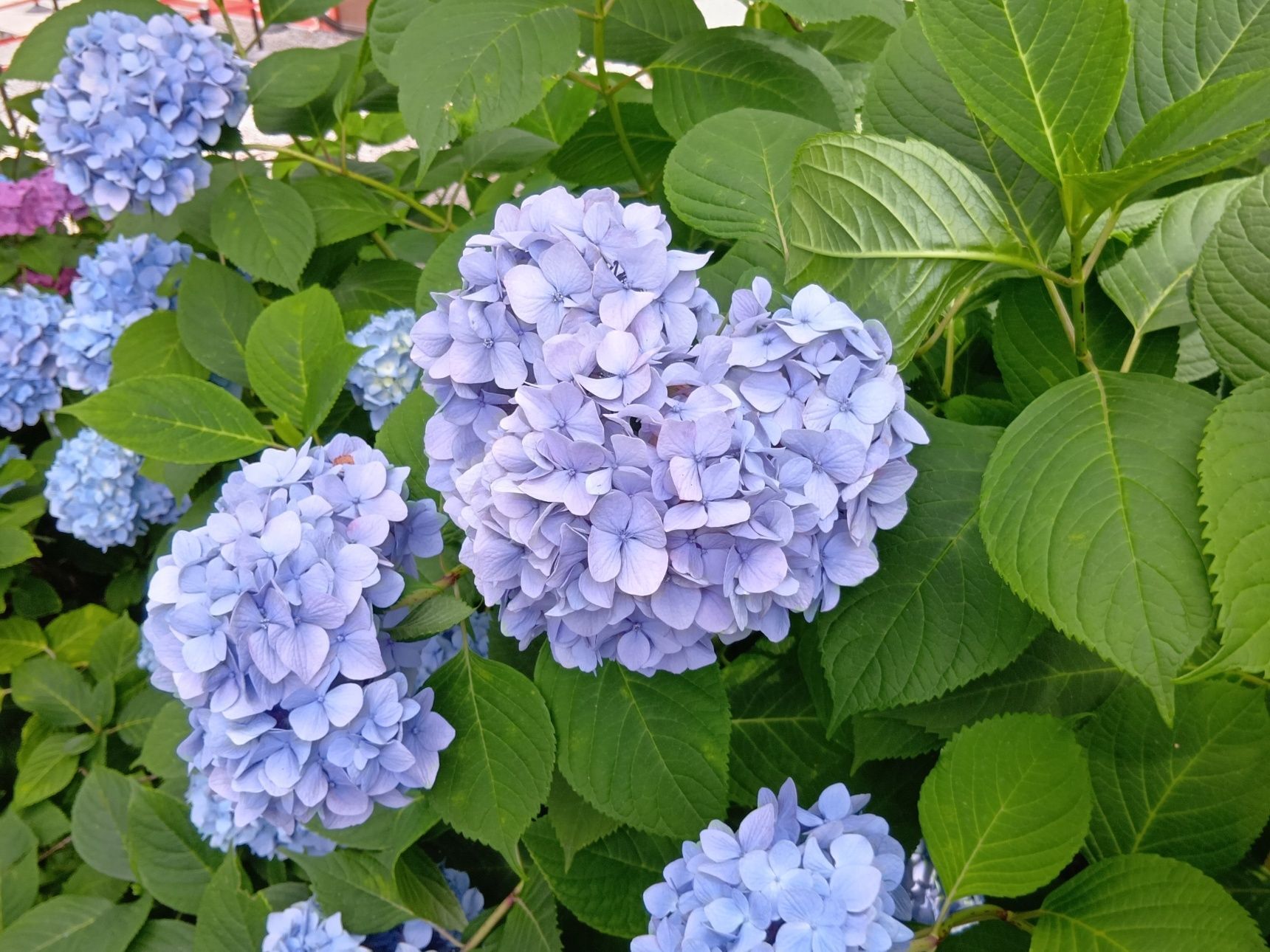 こっちは、しっかりハートの形ですっ！