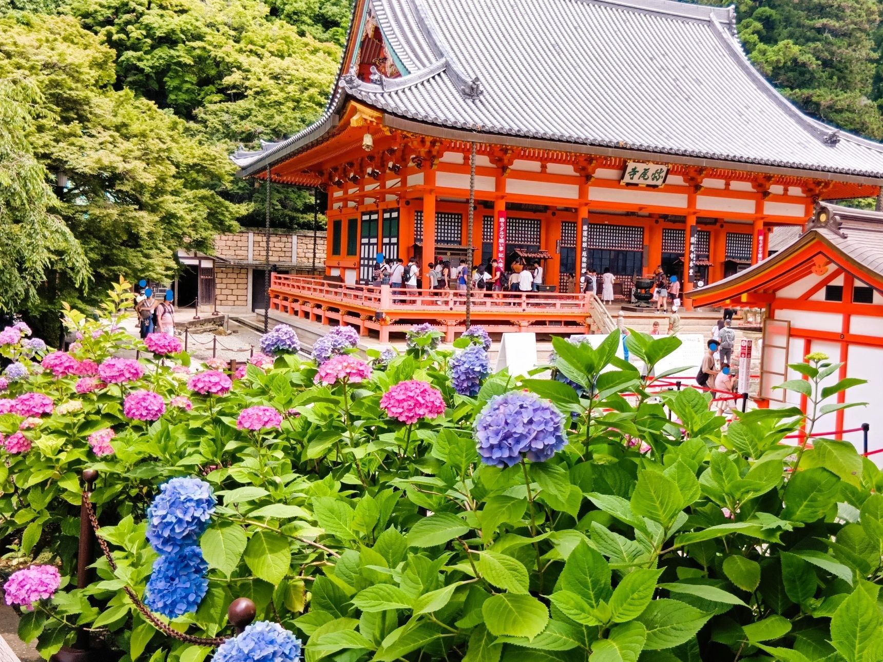 本堂と紫陽花が見事に調和し、見頃を迎えた紫陽花がさりげなく境内を彩っていてとても綺麗！！！