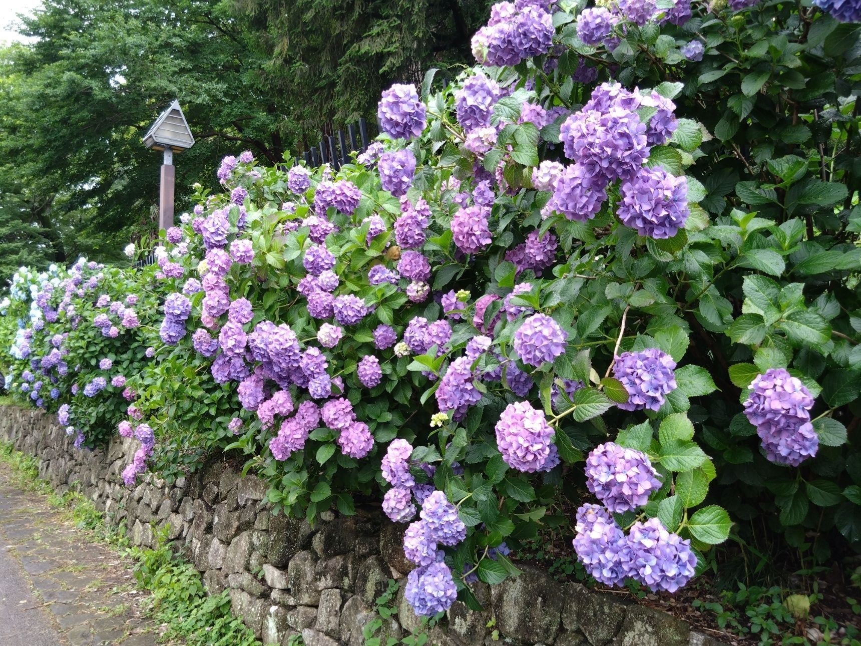 王子駅から徒歩1分！の「飛鳥の小径」の紫陽花