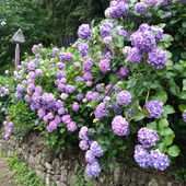 王子駅から徒歩1分！の「飛鳥の小径」の紫陽花