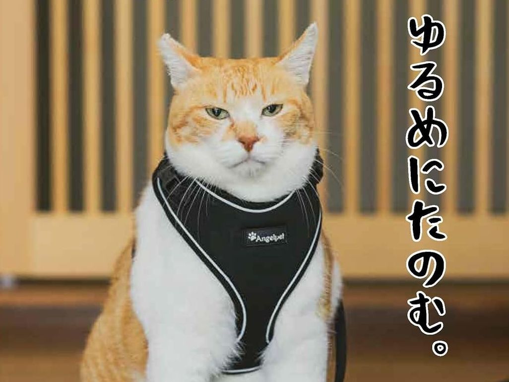 猫好きさん必見！「泣けるほど愛おしい…」癒やしのフォトエッセイ2選♡