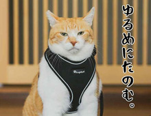 猫好きさん必見！「泣けるほど愛おしい…」癒やしのフォトエッセイ2選♡