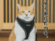 猫好きさん必見！「泣けるほど愛おしい…」癒やしのフォトエッセイ2選♡
