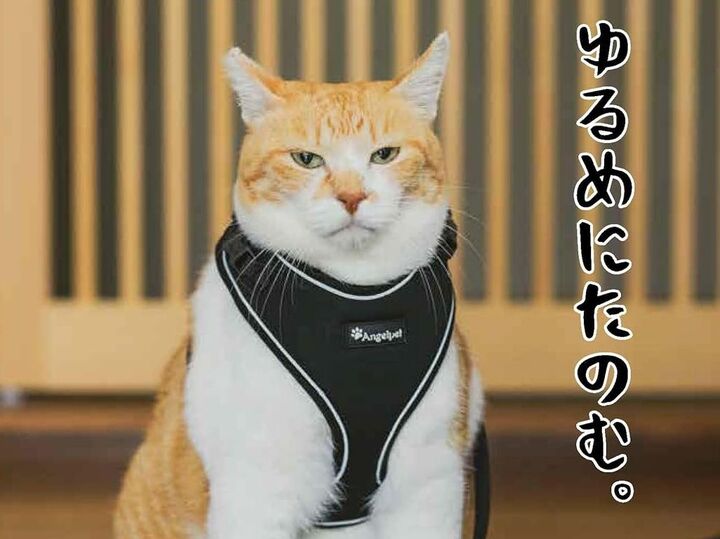 猫好きさん必見!「泣けるほど愛おしい…」癒やしのフォトエッセイ2選♡