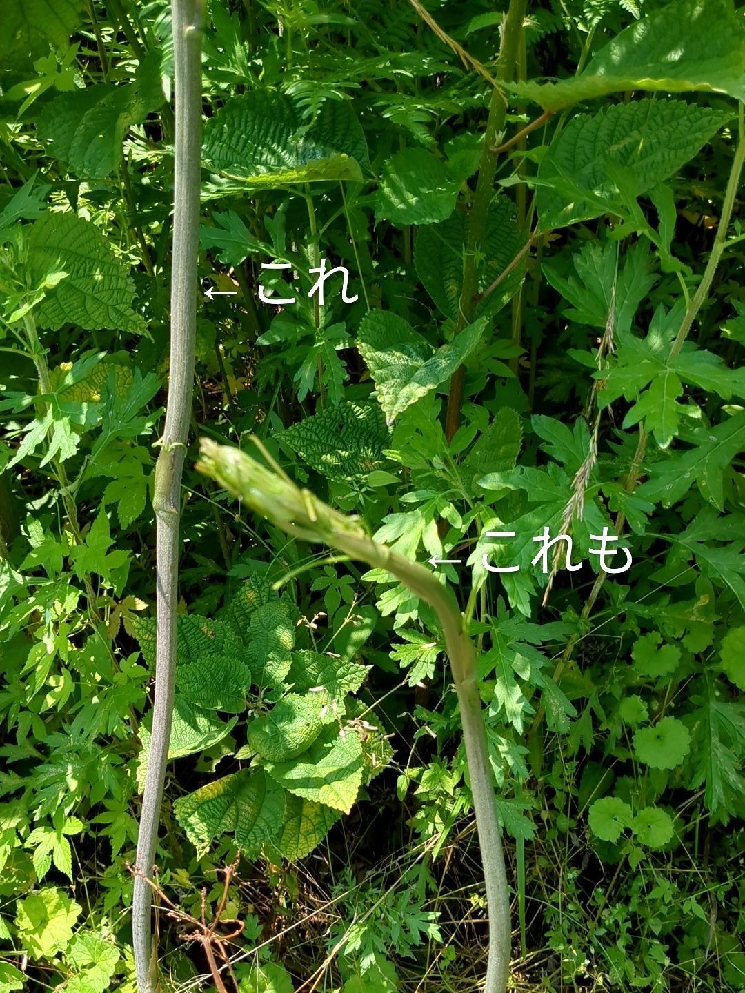 よく見ると⋯