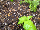【梅雨万歳！】家にあるもので、バジルの挿し芽がいい感じ！