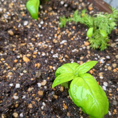 【梅雨万歳！】家にあるもので、バジルの挿し芽がいい感じ！