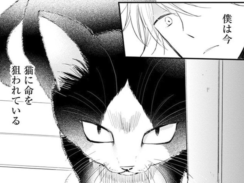 「僕は今、猫に命を狙われている」人嫌いの作家が出会ったのは一匹の野良猫だった【同居人はひざ、時々、頭のうえ。#1】
