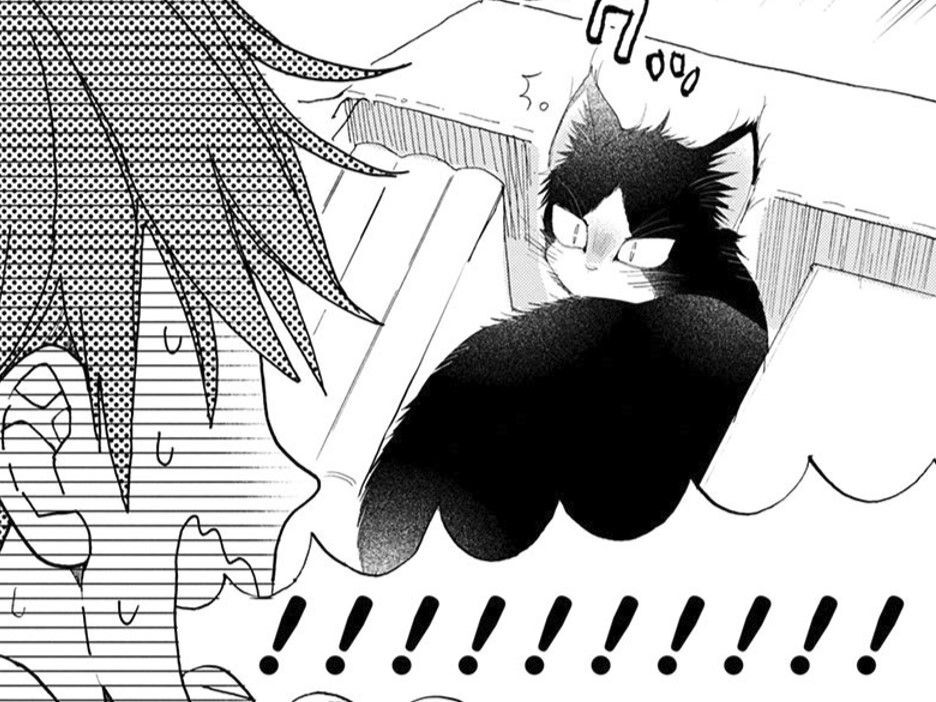 いないと思ったらそんなところに！？猫が何を考えているのか全くわからない【同居人はひざ、時々、頭のうえ。#15】