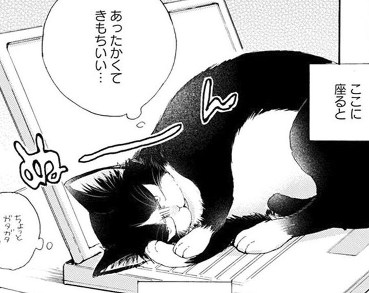 最近お気に入りの場所はここ。わたしが先に見つけたの!絶対ゆずらないからね【同居人はひざ、時々、頭のうえ。#19】