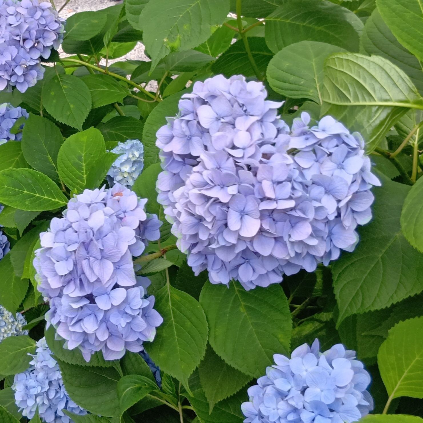 中でも印象的だったのが、私の楽しみのひとつ「ハートの紫陽花探し」です。