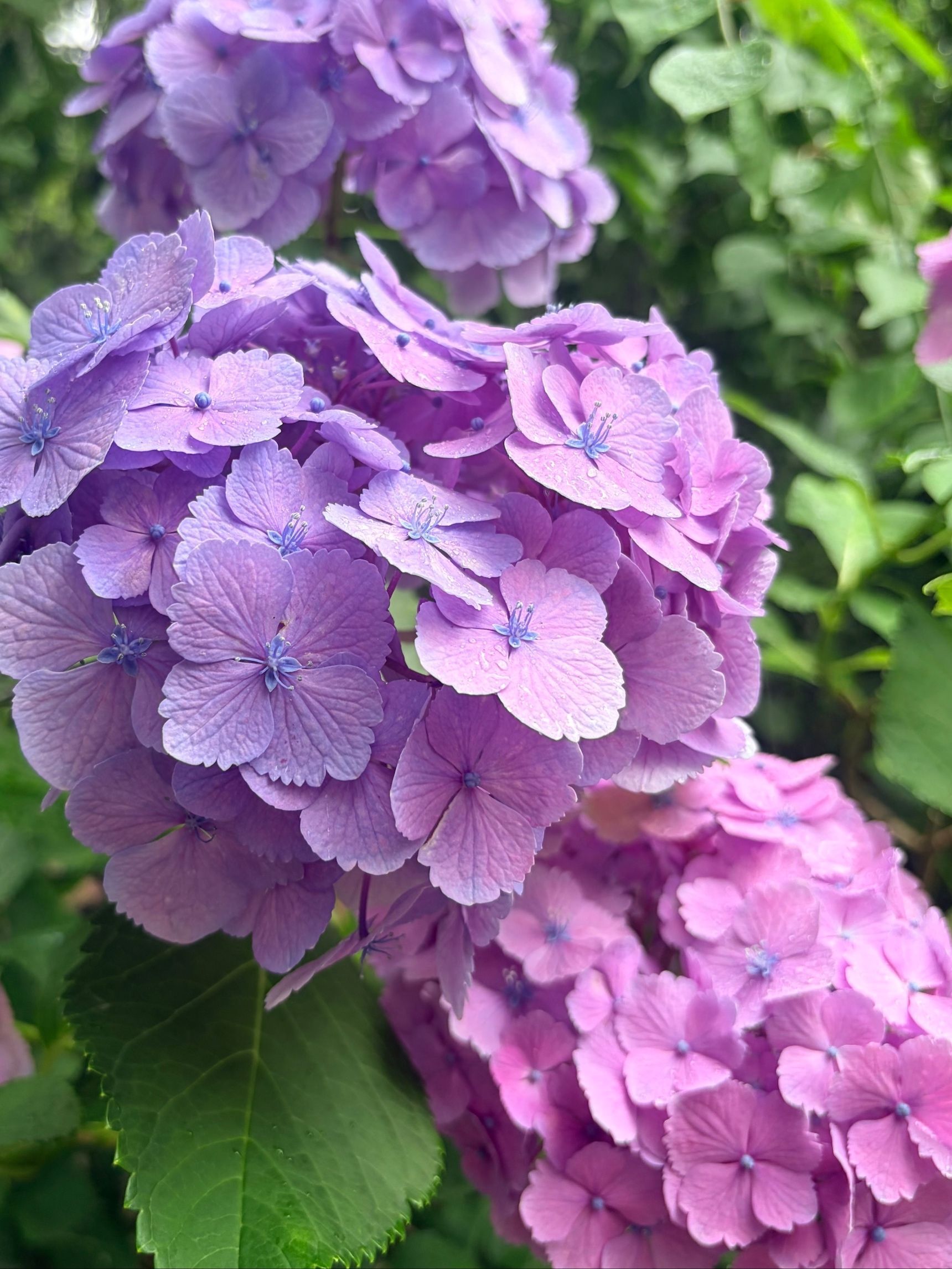 雨の静けさに映える、色鮮やかな紫陽花