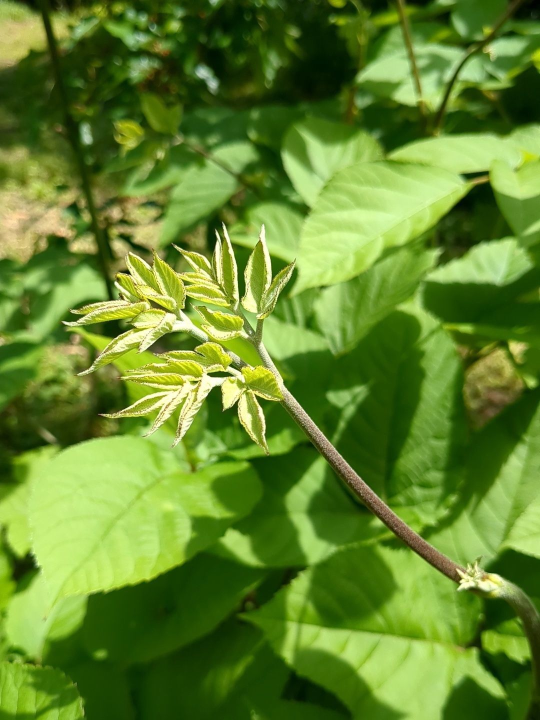 ウドの新芽です！
