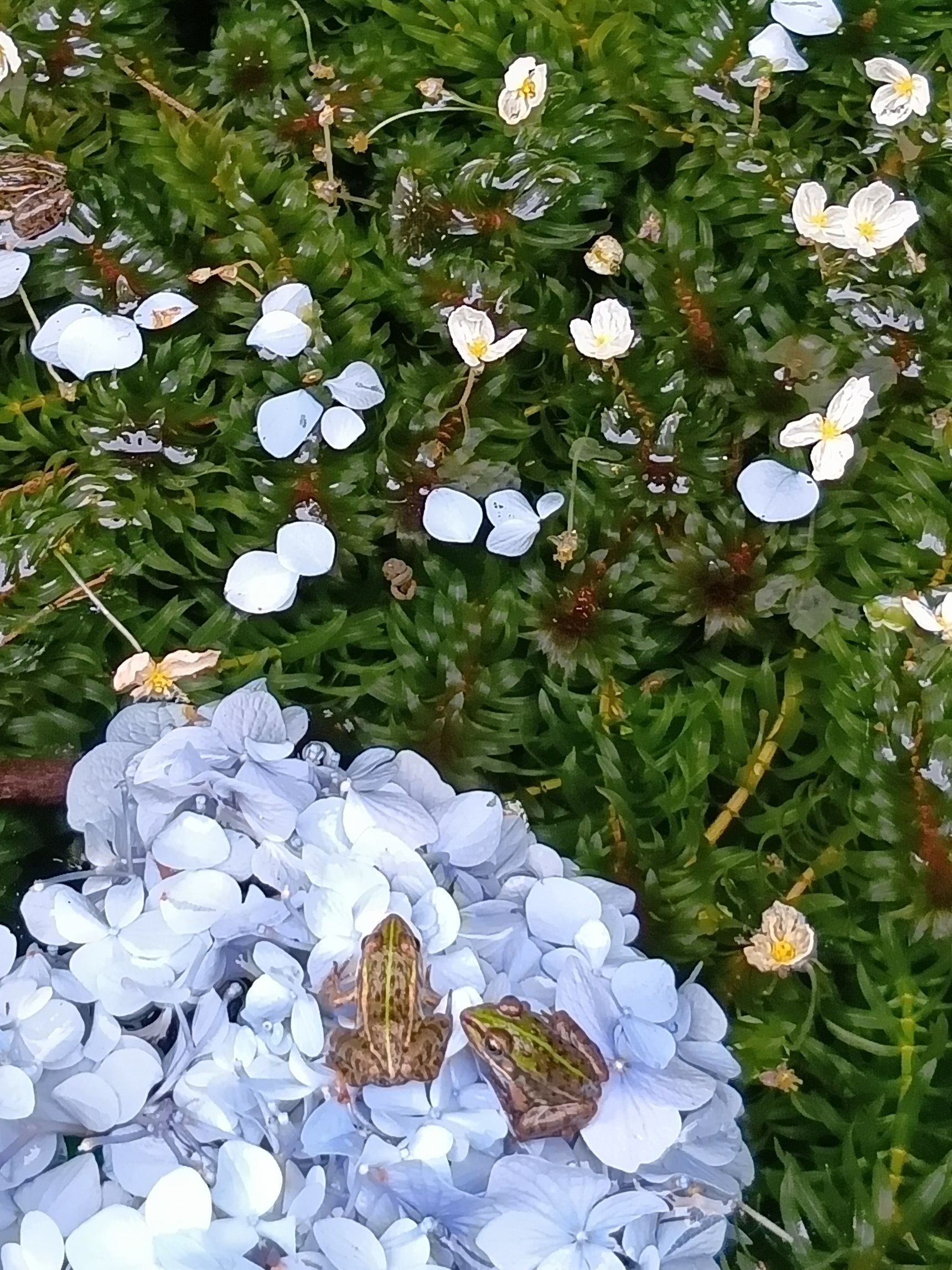 池に浮かぶ一輪の紫陽花の上に、2匹のカエルがちょこんとのっている姿がとても素敵でした！