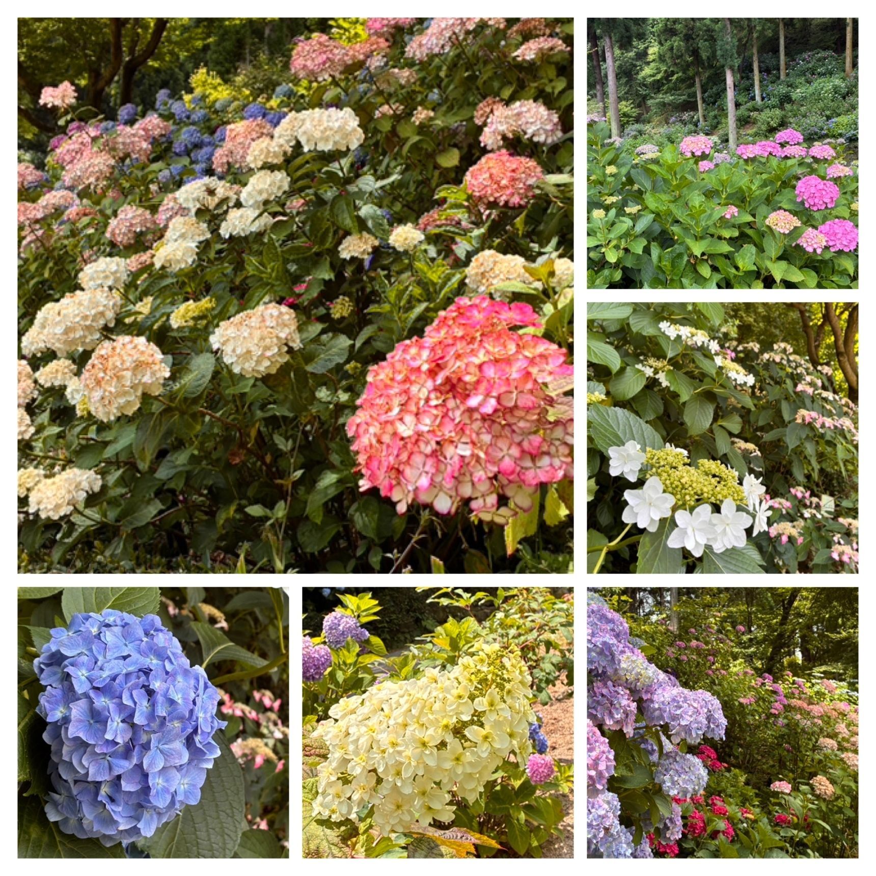 山肌の紫陽花、道端の紫陽花、素敵なんです