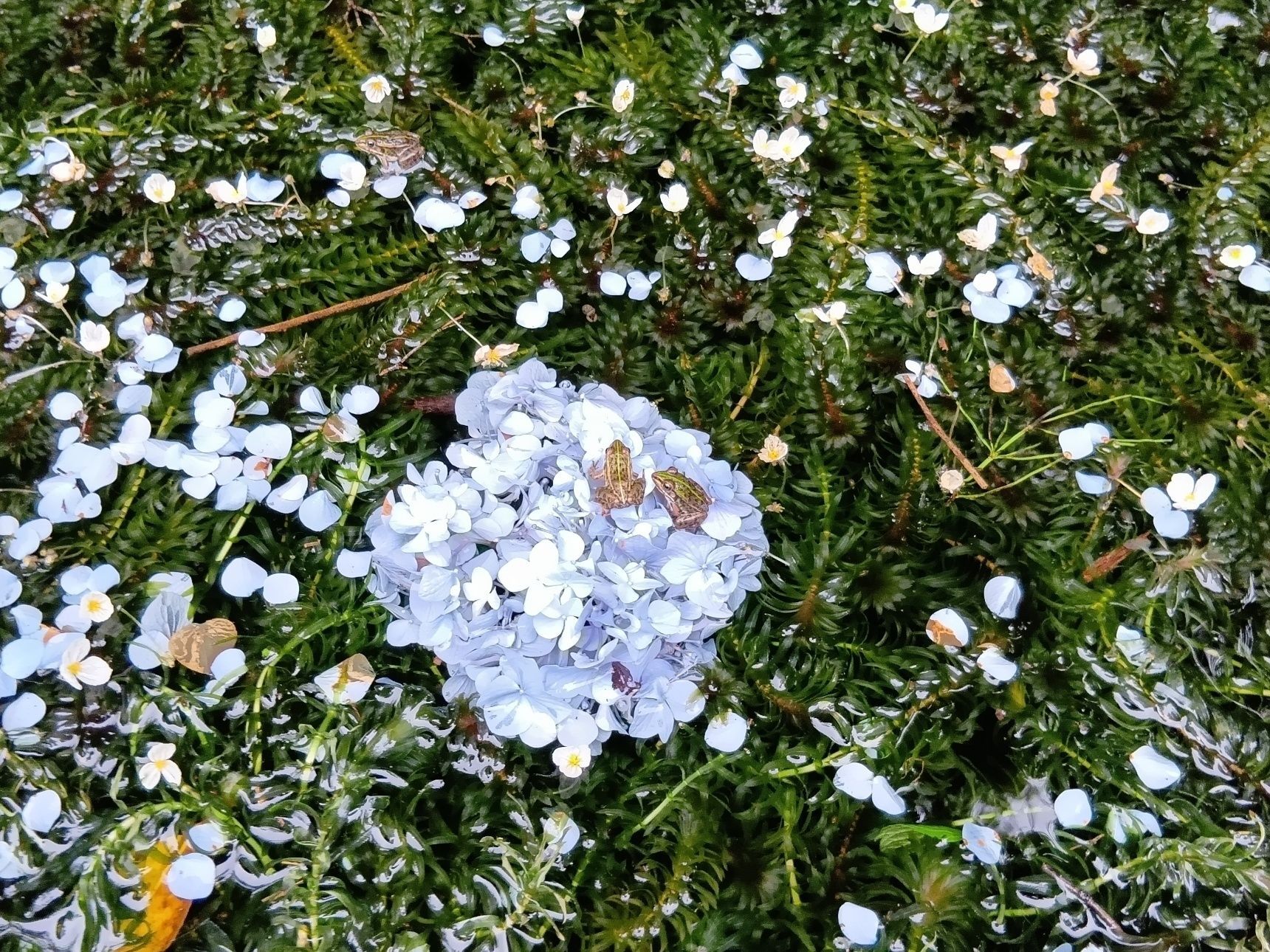 この池では、カエルさんに愛されているのですね～！
