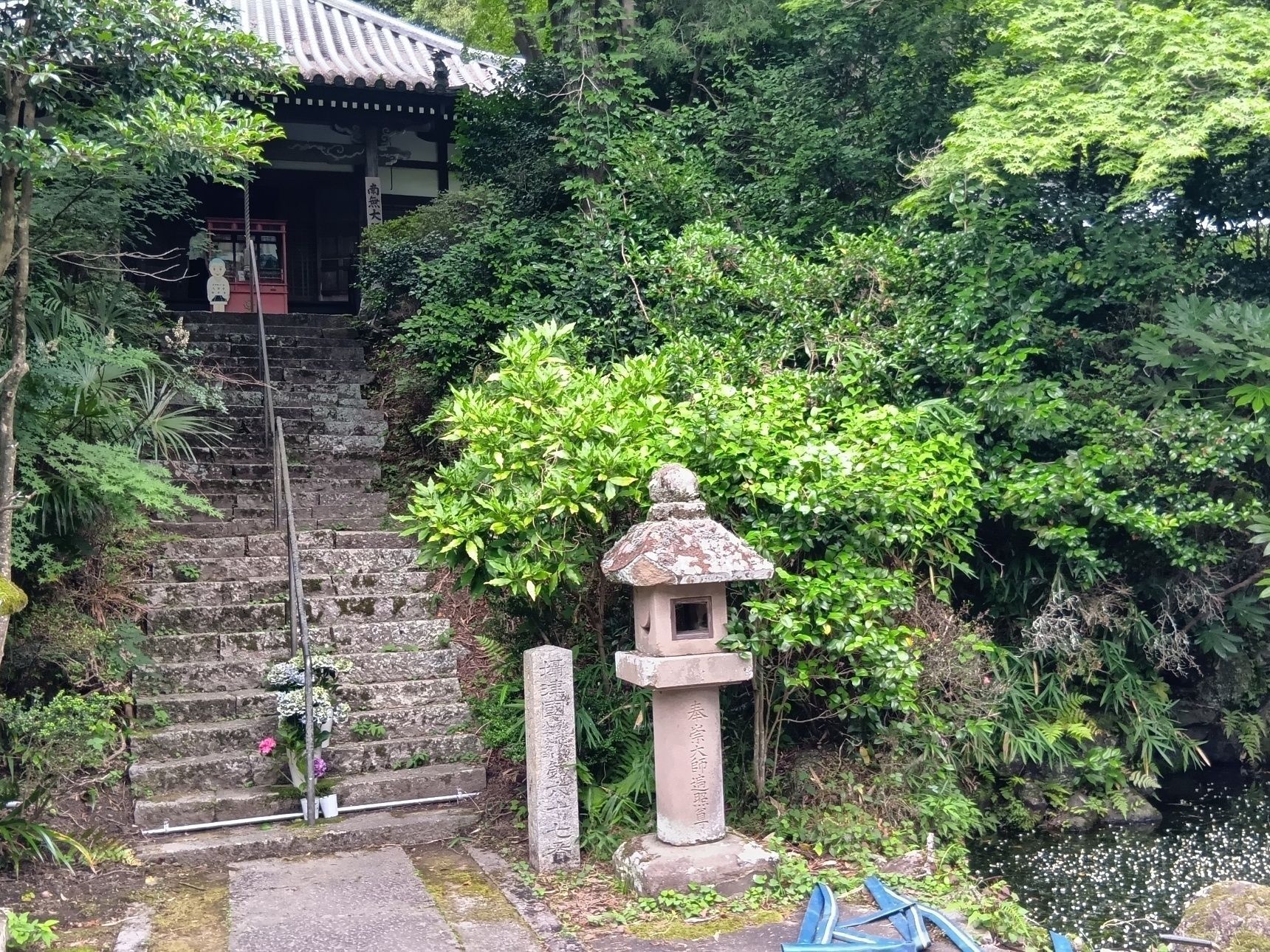 紫陽花を愛でて家に帰って、梅花藻（ばいかも）のような、正体不明の気になる白いお花を調べてみましたよ。