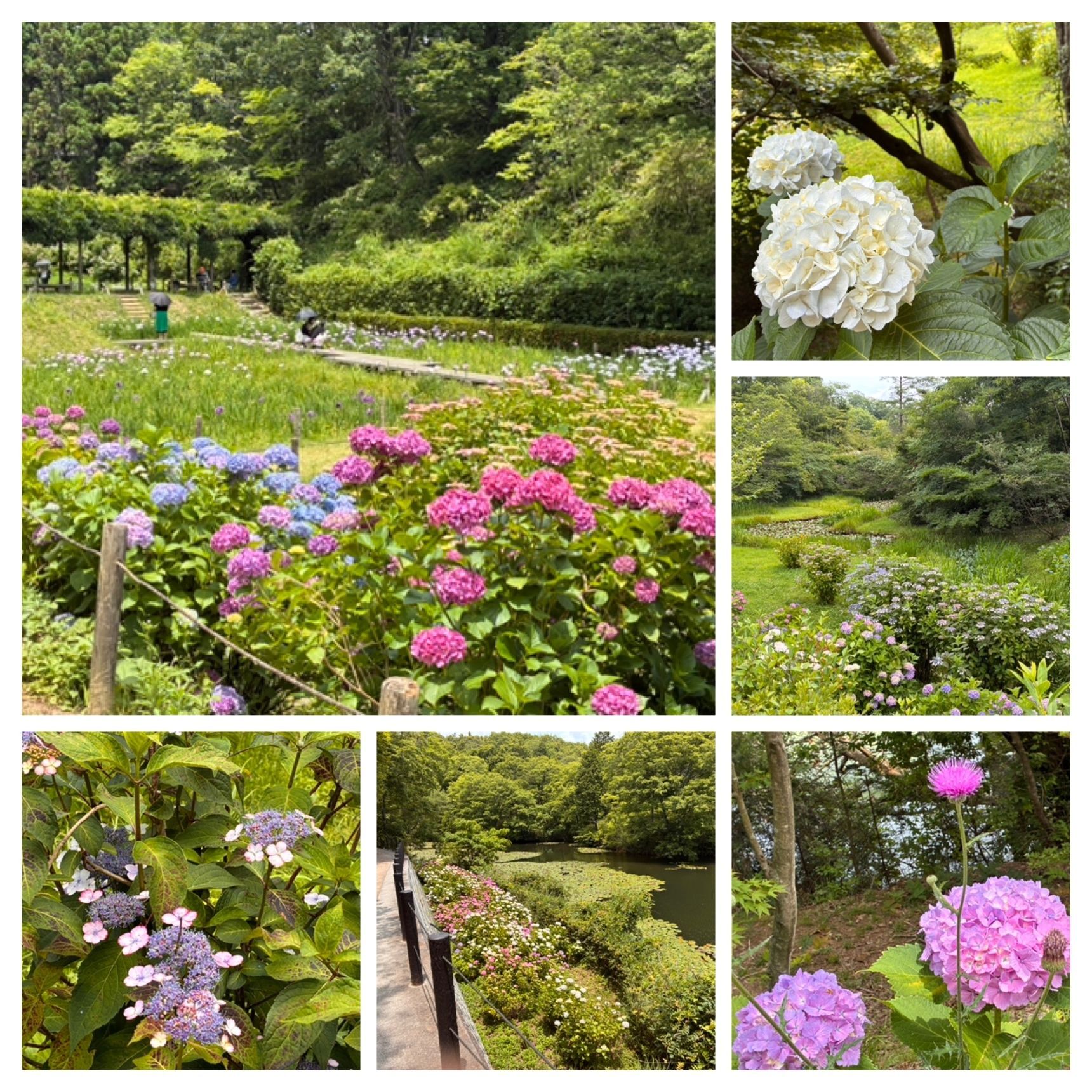 芝生の広場でのんびり眺めるのもいいな