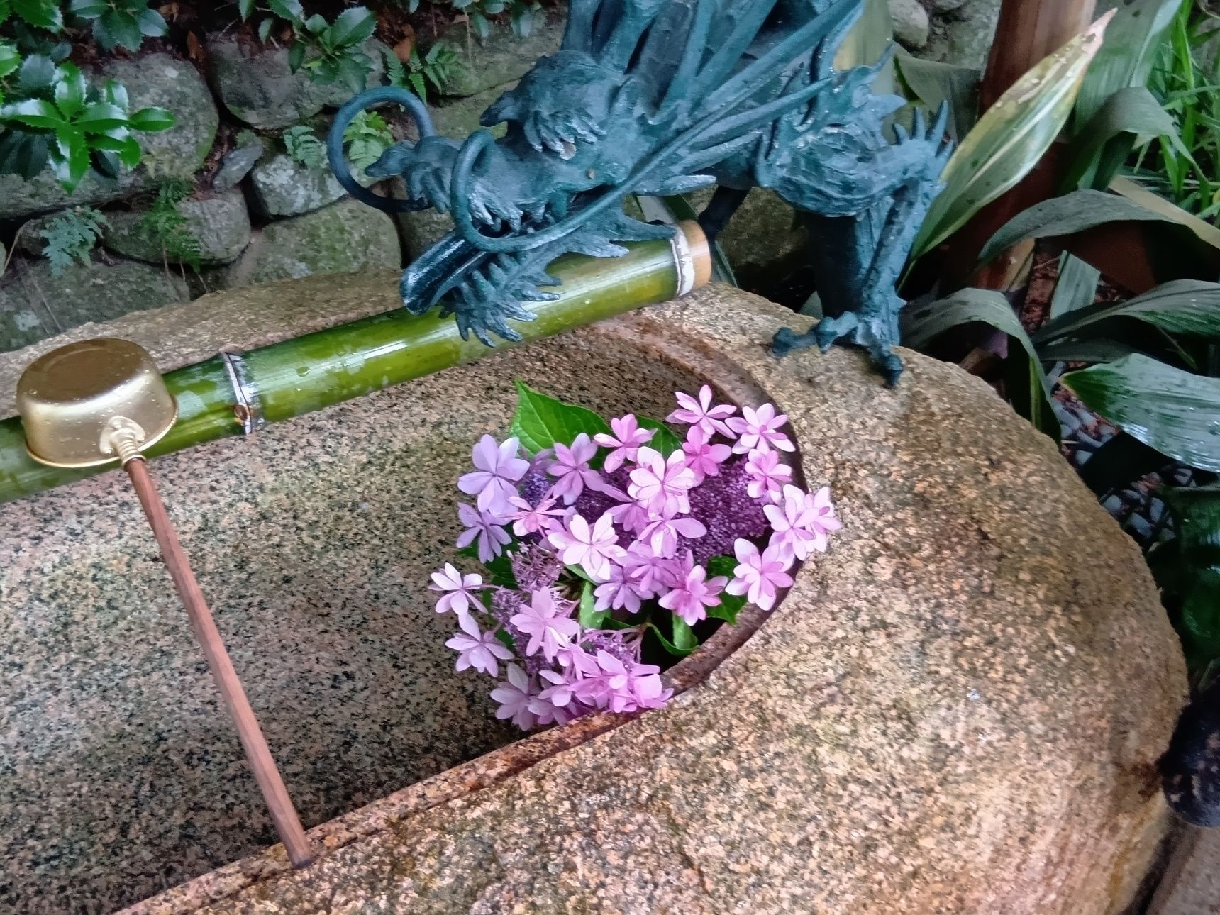 紫陽花に惹かれて訪れた初夏の久安寺、想像以上の出会いがありました！