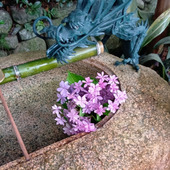 紫陽花に惹かれて訪れた初夏の久安寺、想像以上の出会いがありました！