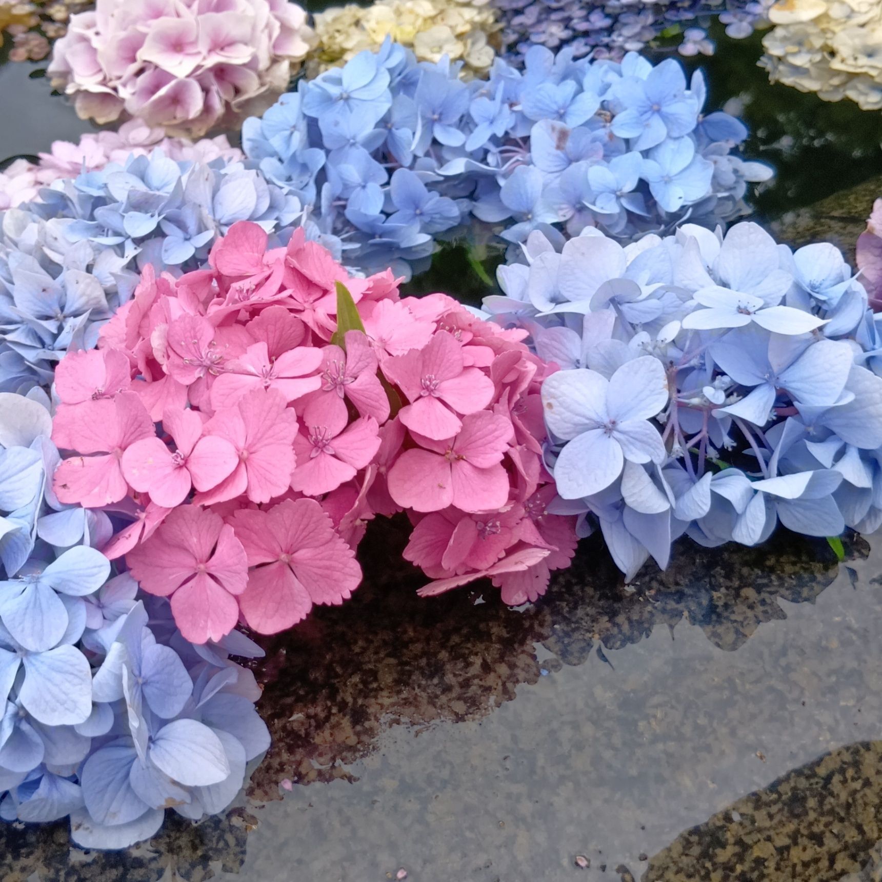 具足池には、沢山の方が撮影されていましたよ。