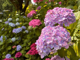 初夏を愛でる【花まつり】三景園の紫陽花